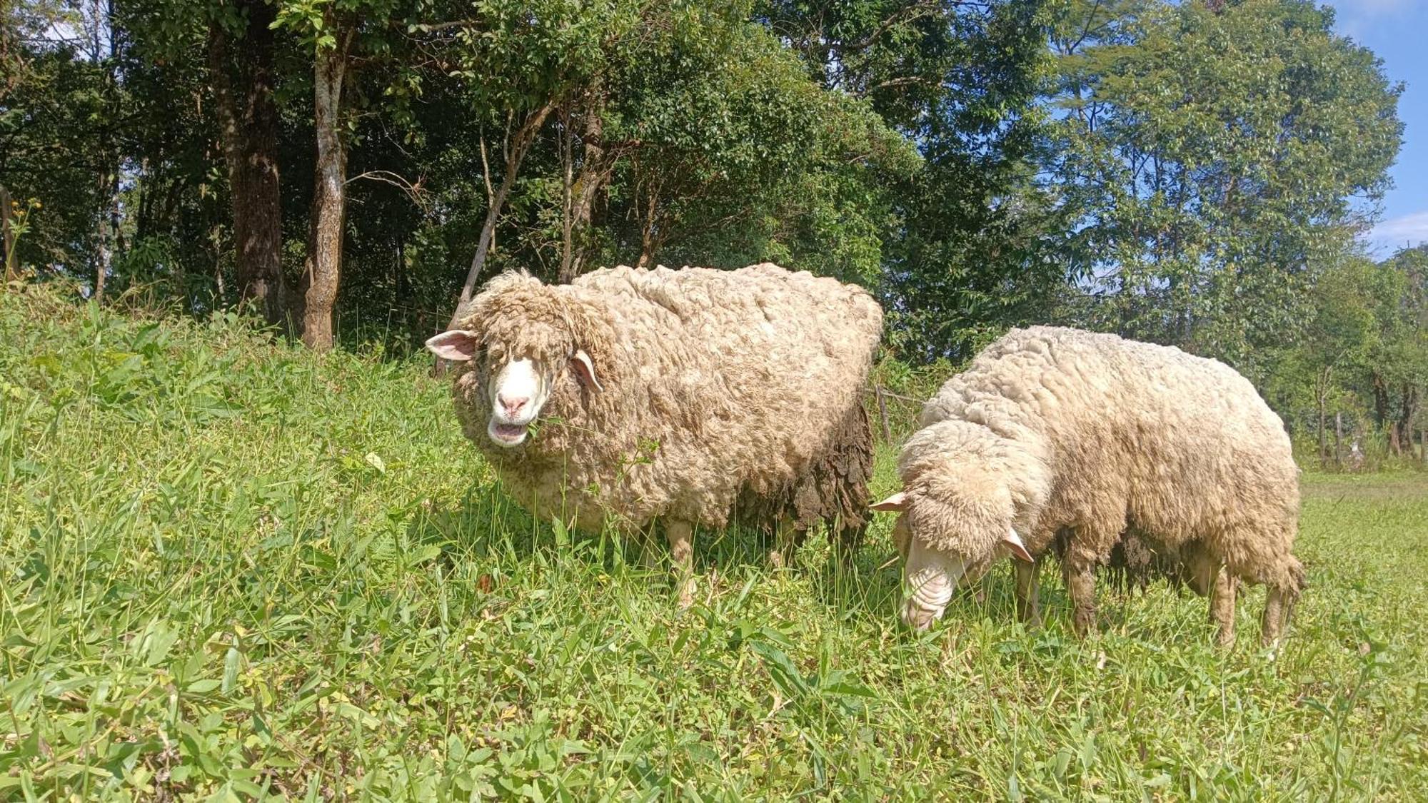 ไร่นิธิสุนทร Nithisoonthon Farmstay Мэхонгсон Экстерьер фото